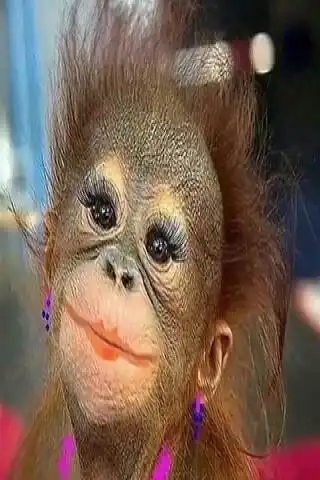 Play Funny pictures t1  and enjoy Funny pictures t1 with UptoPlay
