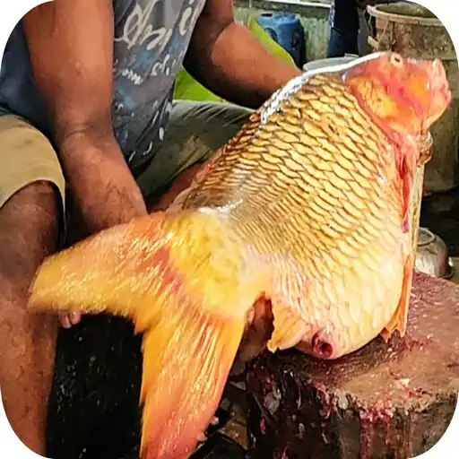 Play Funny Videos - Comedy Maker APK