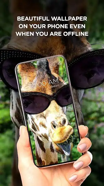 Play Funny wallpaper offline  and enjoy Funny wallpaper offline with UptoPlay