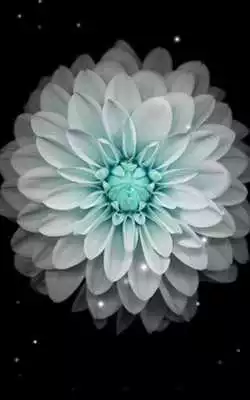 Play Galaxy Flowers Live Wallpapers