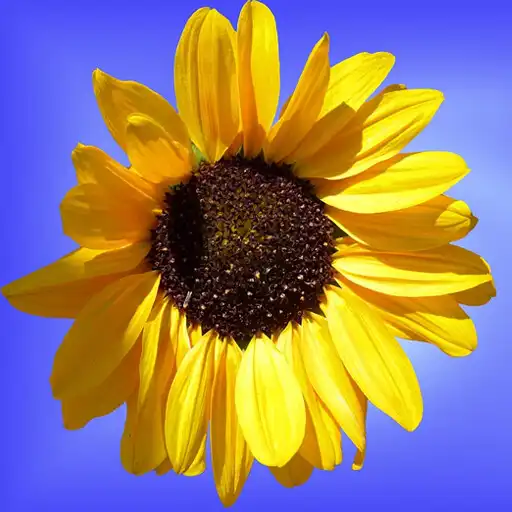 Play Gallery Photo Album, Video APK Play Gallery Photo Album, Video APK
