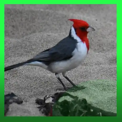 Play galo de campina fêmea cantando APK