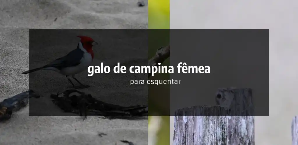 Play galo de campina fêmea cantando  and enjoy galo de campina fêmea cantando with UptoPlay