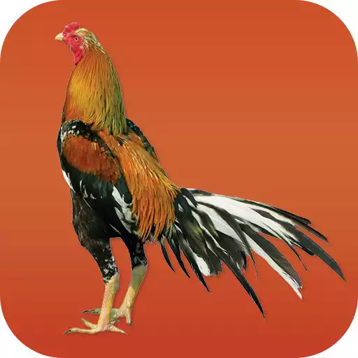 Free play online Gamecocks APK Free play online Gamecocks APK