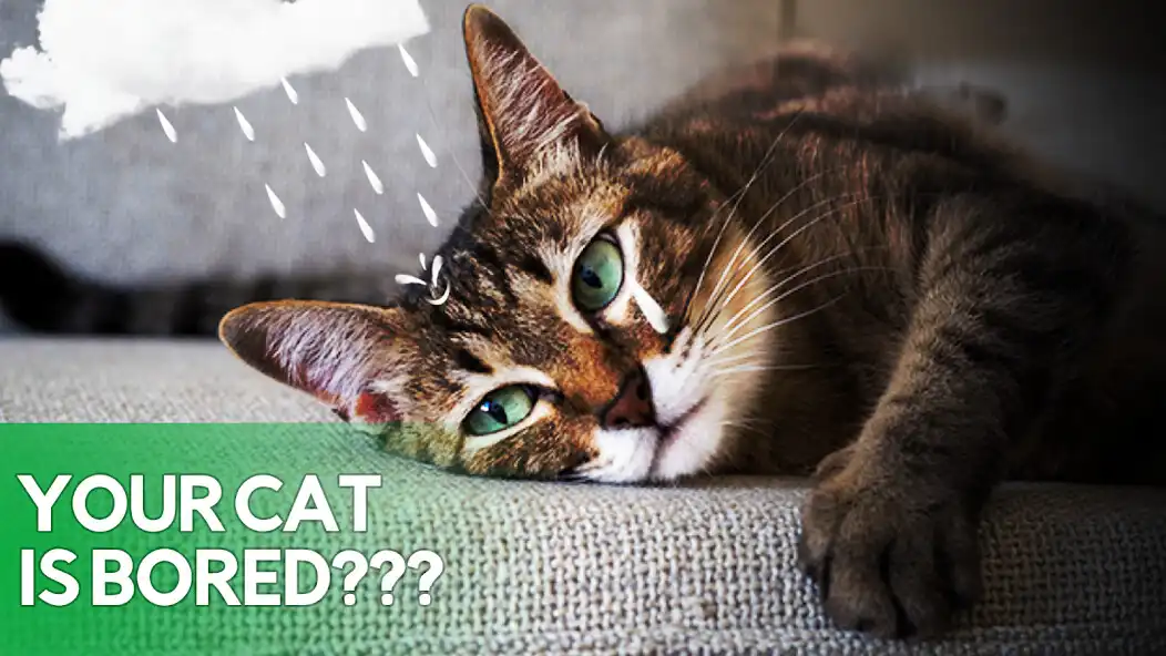 Play Game for cats!  and enjoy Game for cats! with UptoPlay