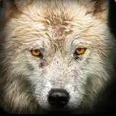 Free play online Game of Dire Wolf Hunt APK
