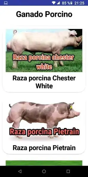 Play Ganado porcino and enjoy Ganado porcino with UptoPlay Play Ganado porcino and enjoy Ganado porcino with UptoPlay