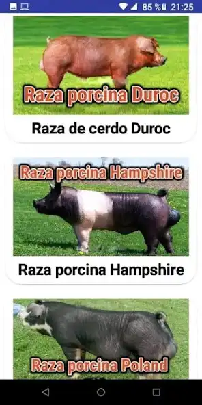 Play Ganado porcino as an online game online Ganado porcino with UptoPlay Play Ganado porcino as an online game Ganado porcino with UptoPlay