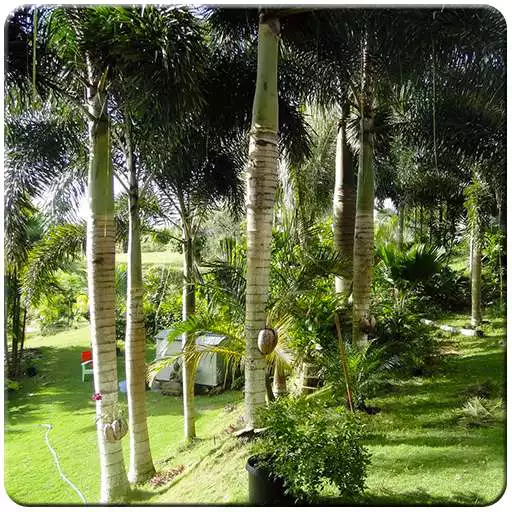 Free play online Garden HD Wallpapers  APK