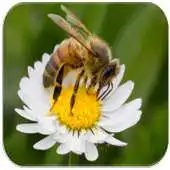Free play online Gardening - Beneficial Insects APK Free play online Gardening - Beneficial Insects APK