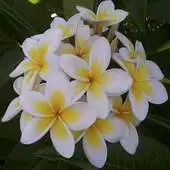 Free play online Gardening Magazine APK Free play online Gardening Magazine APK
