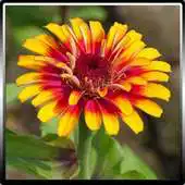 Free play online Garden Plants Growing Guide APK