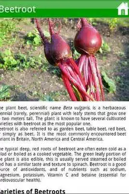 Play Garden Plants Growing Guide Play Garden Plants Growing Guide