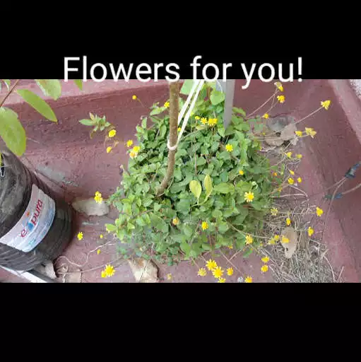 Play Garden Tips: Aquaponics, Pruning, Compost, Sow  and enjoy Garden Tips: Aquaponics, Pruning, Compost, Sow with UptoPlay