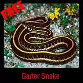 Free play online Garter Snake APK Free play online Garter Snake APK