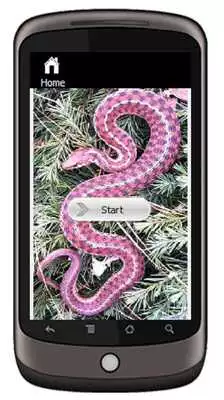 Play Garter Snake