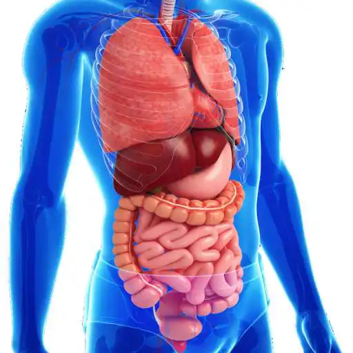 Play Gastrointestinal system diseases anatomy APK