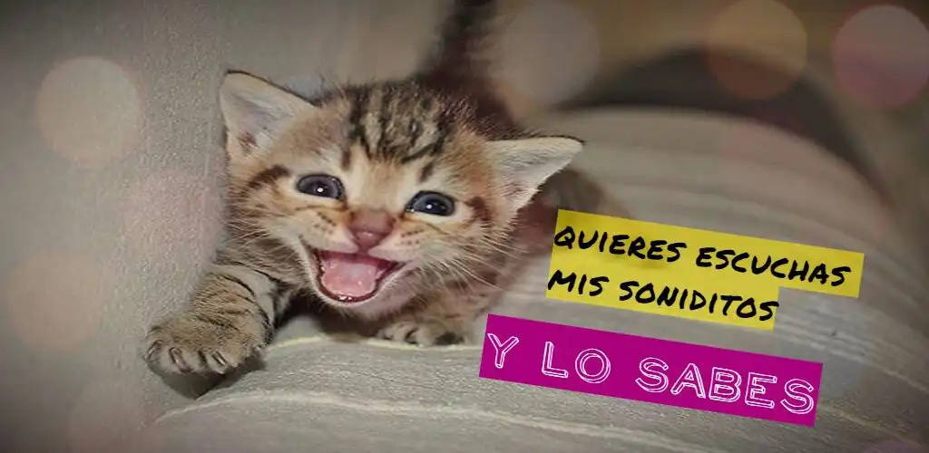 Play gatos maullando and enjoy gatos maullando with UptoPlay Play gatos maullando and enjoy gatos maullando with UptoPlay