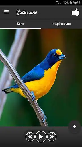 Play Gaturamo  and enjoy Gaturamo with UptoPlay