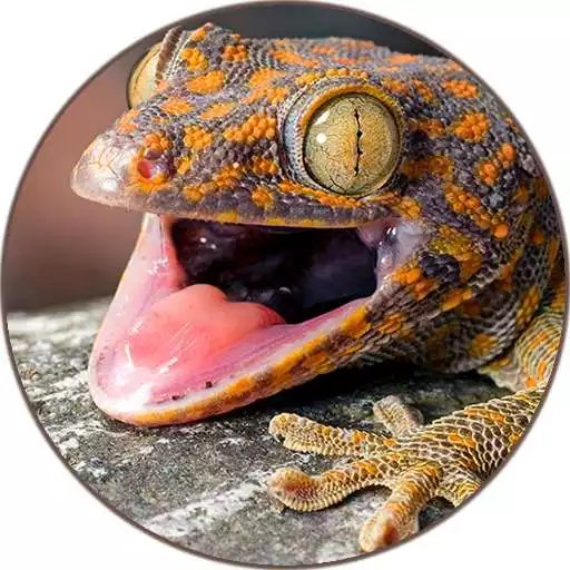 Free play online Gecko (Animal) Sounds APK Free play online Gecko (Animal) Sounds APK