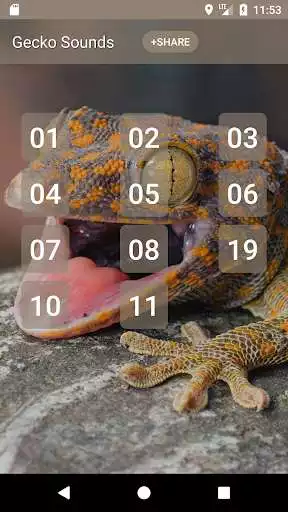 Play Gecko (Animal) Sounds