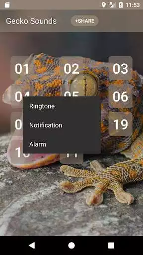 Play Gecko (Animal) Sounds