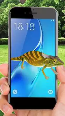 Play Gecko On Screen