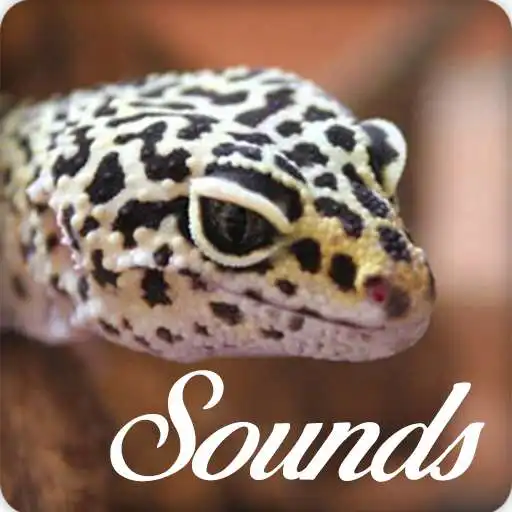 Play Gecko Sounds and Ringtone Audio APK Play Gecko Sounds and Ringtone Audio APK