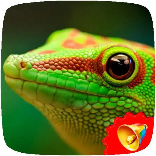 Play Gecko Sounds APK Play Gecko Sounds APK