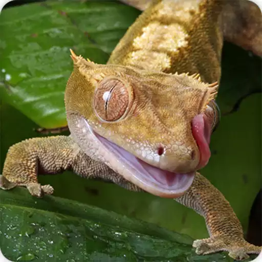 Run free android online Gecko Sounds Ringtone APK Run free android online Gecko Sounds Ringtone APK