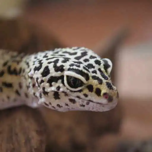Play Gecko Wallpaper APK
