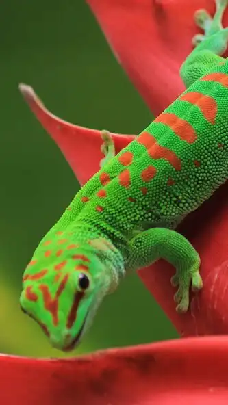 Play Gecko Wallpaper as an online game Gecko Wallpaper with UptoPlay