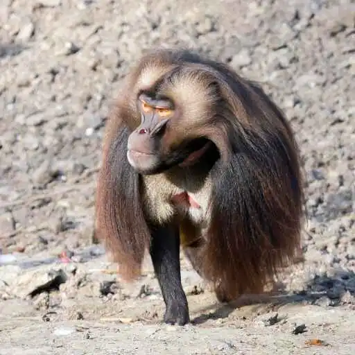 Play Gelada Wallpaper APK