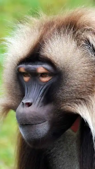 Play Gelada Wallpaper  and enjoy Gelada Wallpaper with UptoPlay