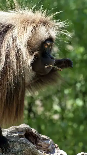 Play Gelada Wallpaper as an online game Gelada Wallpaper with UptoPlay