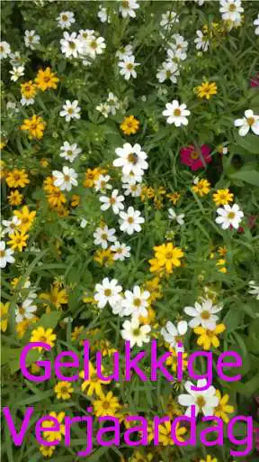 Play Gelukkige verjaardag  and enjoy Gelukkige verjaardag with UptoPlay