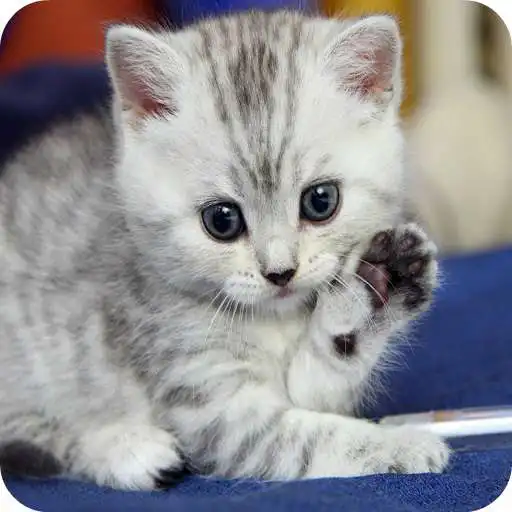 Free play online General Cat Care APK