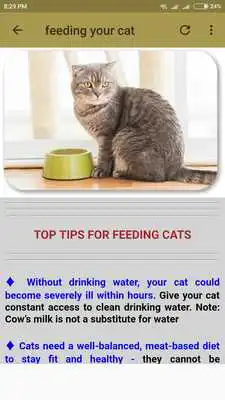 Play General Cat Care