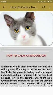 Play General Cat Care