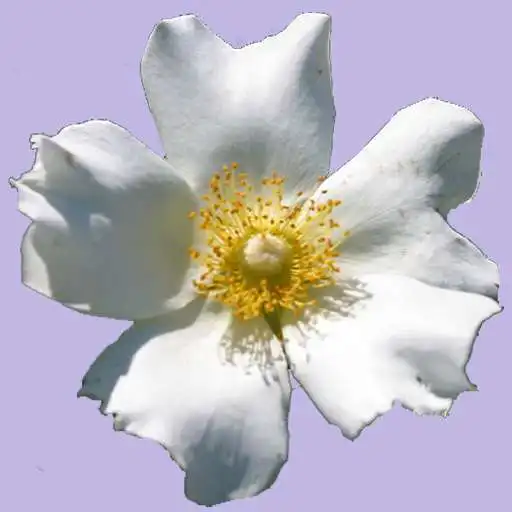 Free play online Georgia Wildflowers APK Free play online Georgia Wildflowers APK
