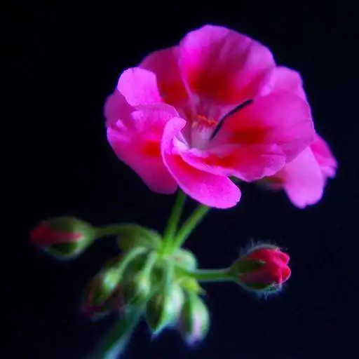 Play Geranium Wallpapers APK