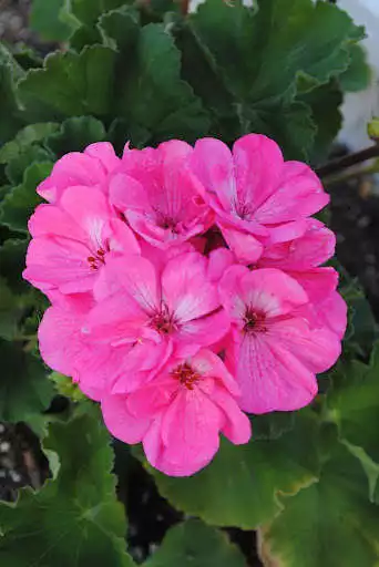 Play Geranium Wallpapers  and enjoy Geranium Wallpapers with UptoPlay