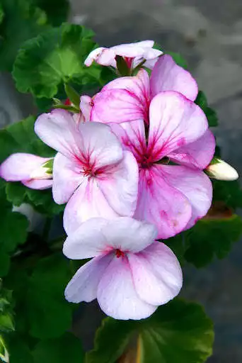 Play Geranium Wallpapers as an online game Geranium Wallpapers with UptoPlay