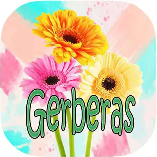 Play Gerberas Wallpapers APK