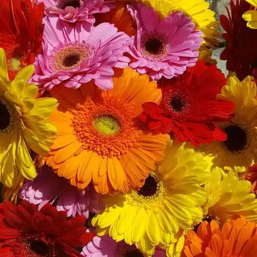 Play Gerbera Wallpaper APK