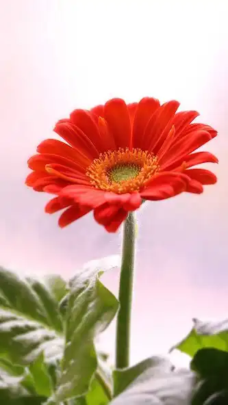 Play Gerbera Wallpaper and enjoy Gerbera Wallpaper with UptoPlay Play Gerbera Wallpaper and enjoy Gerbera Wallpaper with UptoPlay