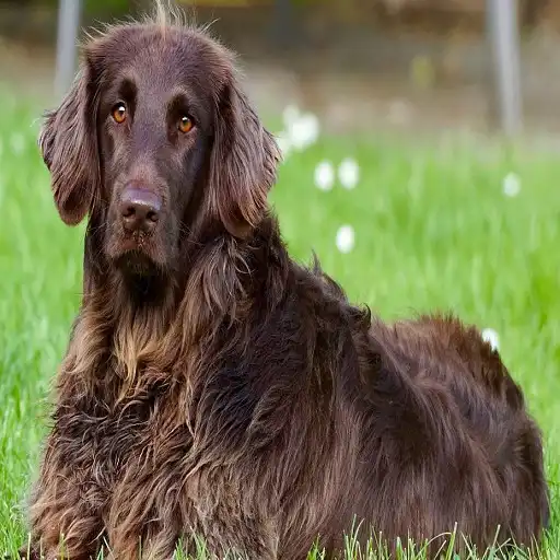 Play German Longhaired pointers APK