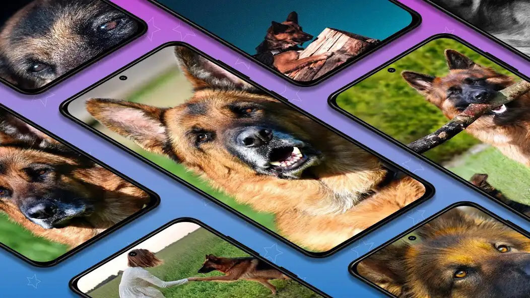 Play German shepherd dogs wallpaper  and enjoy German shepherd dogs wallpaper with UptoPlay