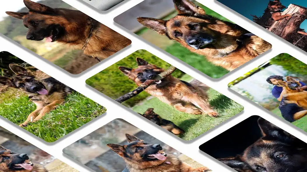 Play German shepherd dogs wallpaper as an online game German shepherd dogs wallpaper with UptoPlay