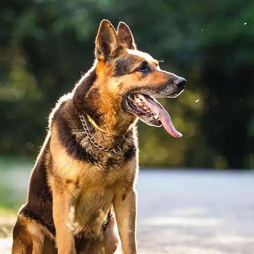 Free play online German Shepherd Dog Wallpaper APK